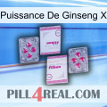 Ginseng Power X 33